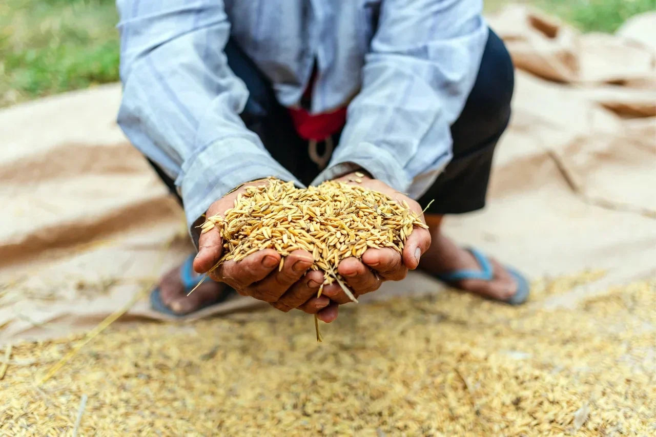 Where Is Khapli Atta Grown?