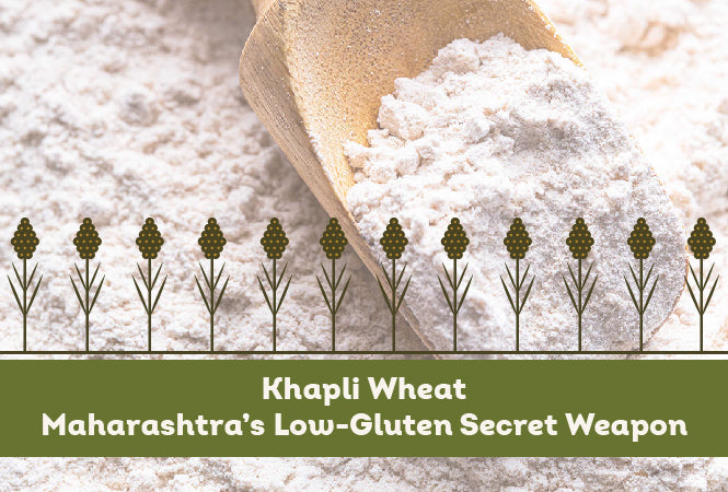 Khapli Wheat: Maharashtra’s Low-Gluten Secret Weapon