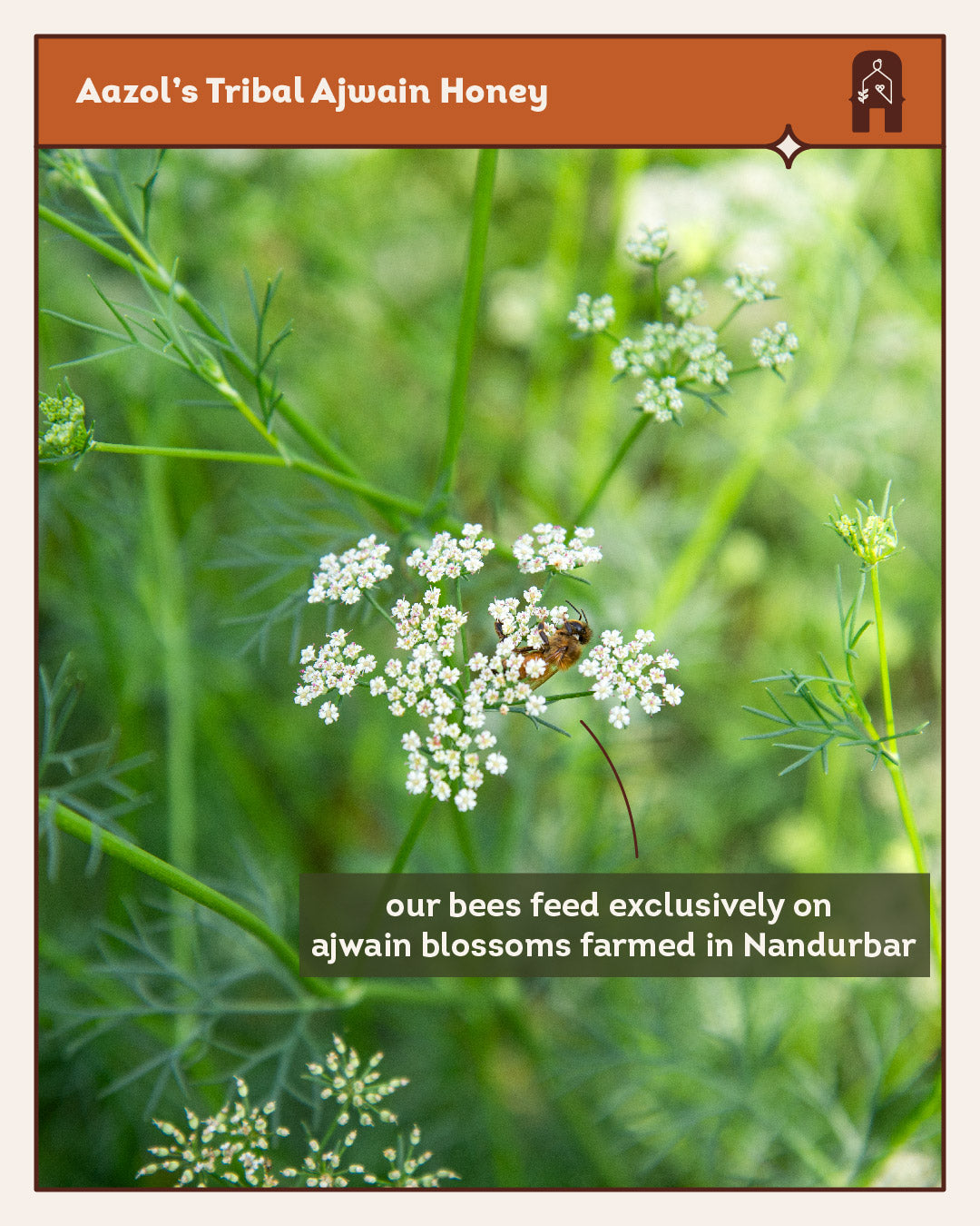 Tribal Ajwain Honey: Sustainably Sourced from Nandurbar