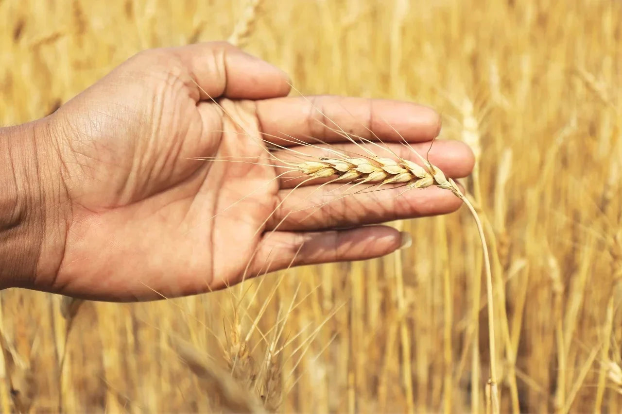 Is Khapli Atta Worth Buying?