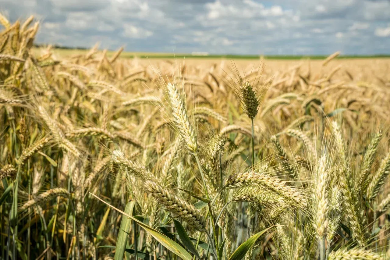 How To Grow Khapli Atta?